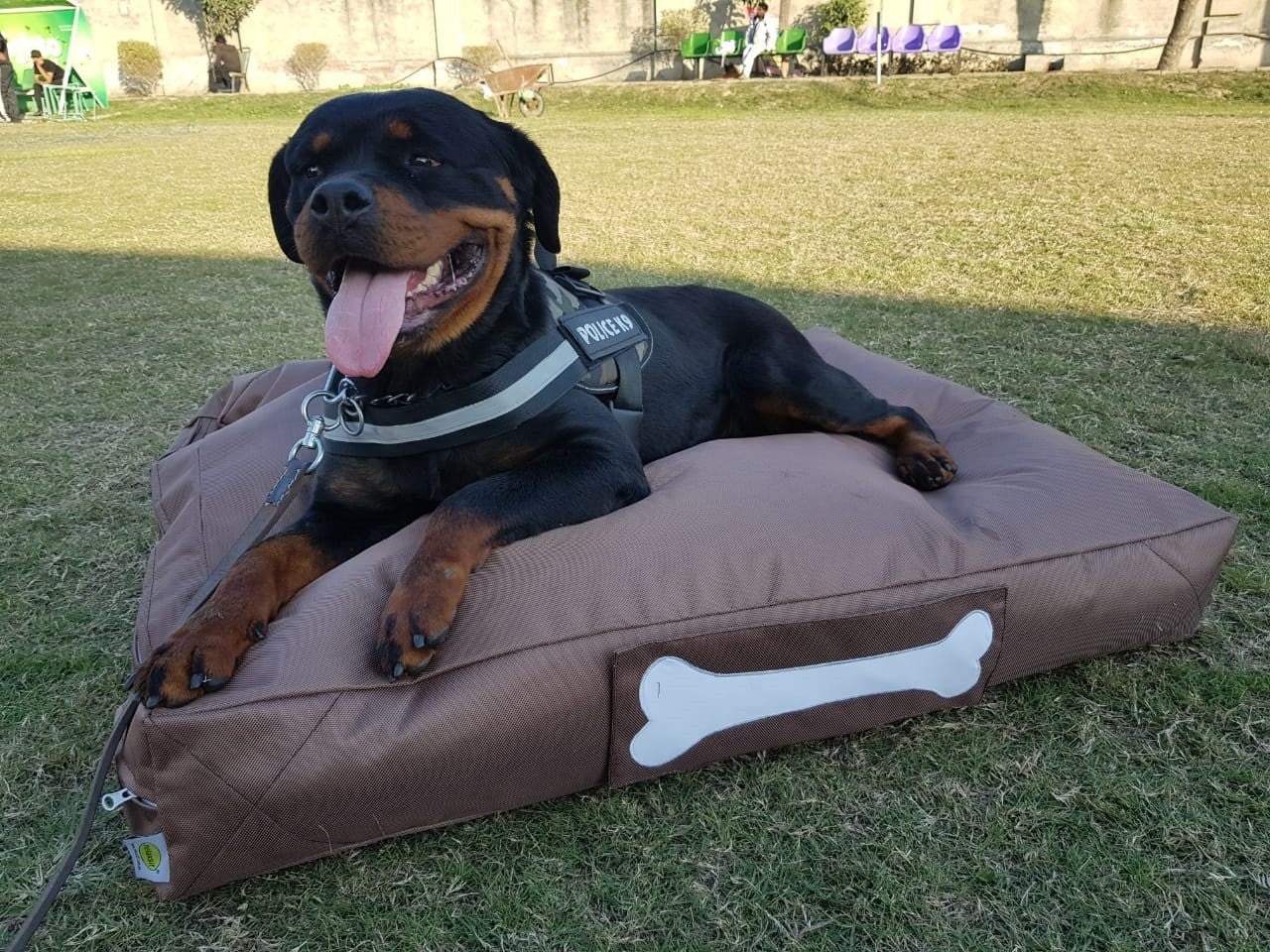 Jumbo Size Washable Waterproof Pet Bed Large Size Filled with Beans Removable Cover for cats & Dogs - Relaxsit